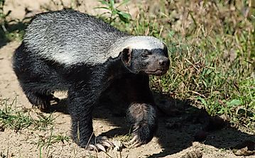 10 Animals That Are Asymmetrical