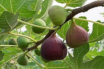 Where are Figs Grown?