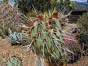 Cactus, Flora Of The Desert