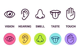 What are the Five Senses?