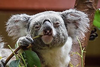 Which Australian States Host Koala Populations?