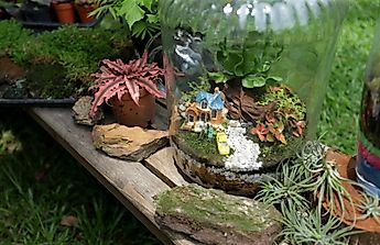 Tips To Setting Up An Terrairum In Your Own Home