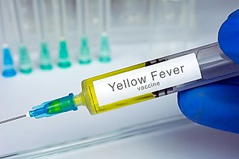 Everything You Need To Know About Yellow Fever