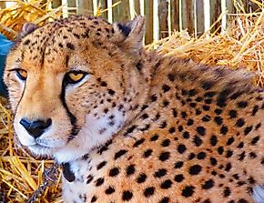Dogs: the Cheetah's Unlikely Savior