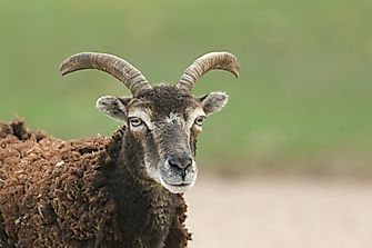 Irritable Male Syndrome: What Sheep And Middle-Aged Men Have In Common