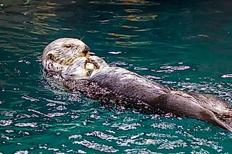 Sea Otter Facts: Animals of the Oceans