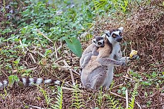 Ring-Tailed Lemur Facts: Animals of Africa