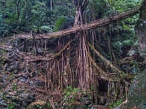 Amazing "Living Bridges" Face Threats