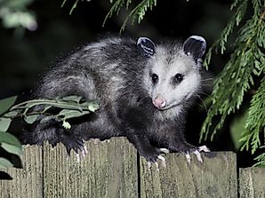 Virginia Opossum Facts: Animals of North America