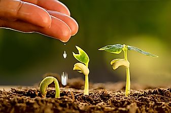 Why Are Seeds So Important?