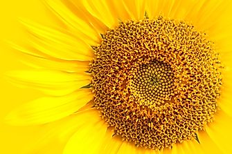What Are The 5 Tropisms And The Plant's Response To Each?