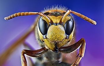 Most Dangerous Insects In The World