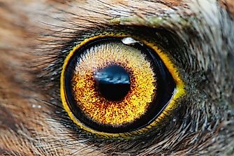 Animal Hypnosis: What Is Tonic Immobility?