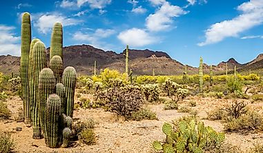 What Are The Special Adaptations Of Desert Plants?