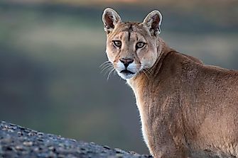 High Level of Mercury Found in Pumas Linked to Coastal Fog