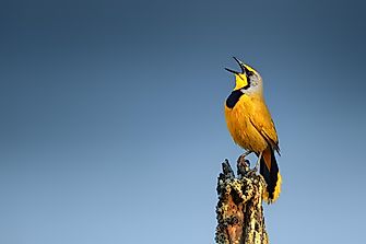 Why Do Birds Sing?