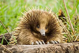 What are Monotremes?