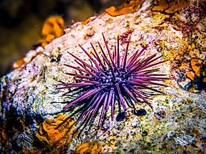 8 Sea Creatures That See Without Eyes