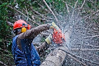 World Leaders In Wood Product Exports