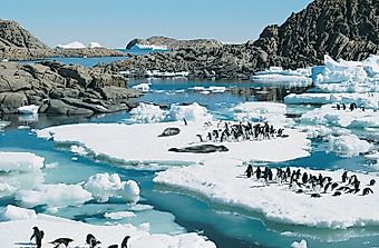What Animals Live In Antarctica?