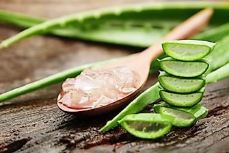 Aloe Vera Health Benefits: 8 Ways To Use It