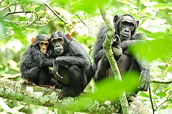 Ecological Regions Of Uganda