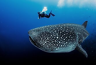The Best Places In The World To See Whale Sharks In The Wild