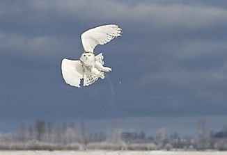 The Whitest Animals In The World