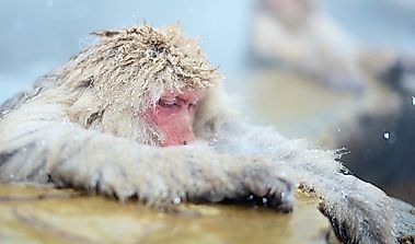 Snow Monkey Facts: Animals of Asia
