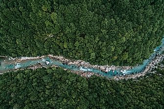 Why Can't Humans Survive Without Forests?