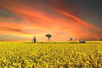 The Most Arable Countries Worldwide