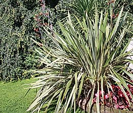 What Is Sisal (Agave sisalana)?