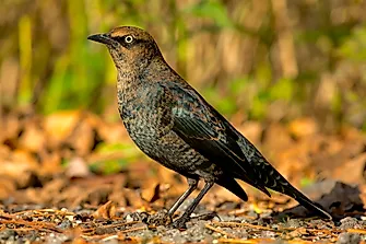 What Kind of Birds Are Found in Canada?