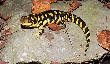 What Is The Kansas State Amphibian?