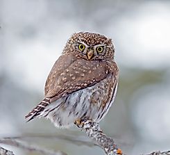 Northern Pygmy Owl Facts: Animals of North America