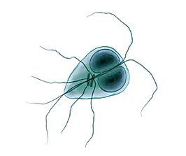 Why Do Parasites Not Kill Their Hosts Immediately?