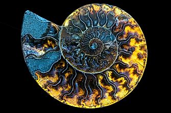 Ammolite And Ammonite: What Is The Difference?