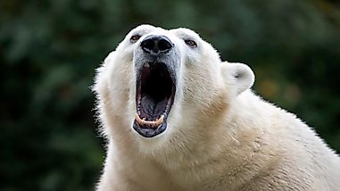 Polar Bears Have A New Enemy As Climate Change Strikes
