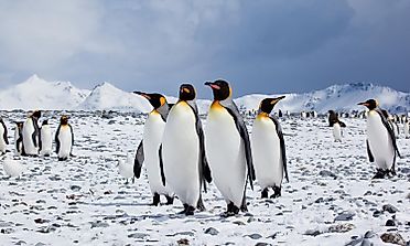 Penguins Of Antarctica