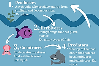 What is the Marine Food Chain?