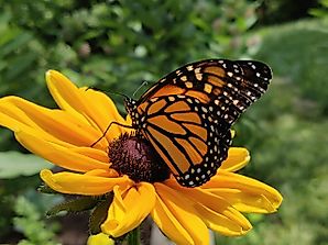 10 Unique Butterfly Species That Can Be Found In America