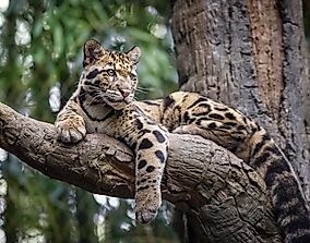 Clouded Leopard Facts: Animals of Asia