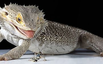 10 Animals That Are Insectivores