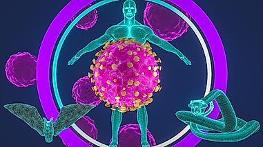 Jumping Species: How Is Coronavirus Doing It?
