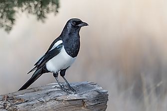Animals That Start With M