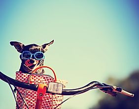 10 Instagram Accounts To Follow If You Truly Love Animals