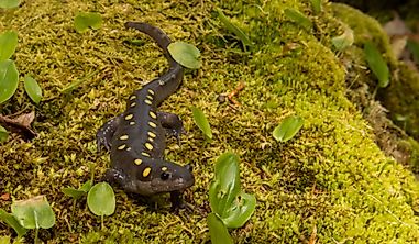 What Is The South Carolina State Amphibian?