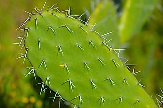 Different Types of Leaf Variation