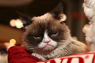 10 Of The Most Famous Cats In The World