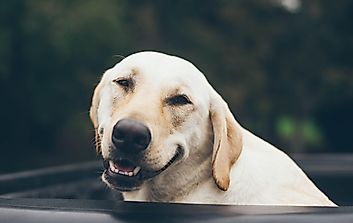 How To Care For Your Pets During Self-Isolation